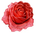 Rose red flower  on white isolated background with clipping path.  no shadows. Closeup. For design. Royalty Free Stock Photo