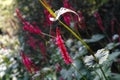 Rose-red flowering Smartweed in garden in sunlight