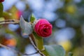 Rose. Red flowers bud. Natural blurred background with blue bokeh. Summer time. Sky. Shallow depth of field. Toned image Royalty Free Stock Photo