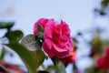 Rose. Red flowers. Natural blurred background with blue bokeh. Summer time. Sky. Shallow depth of field. Toned image. Royalty Free Stock Photo