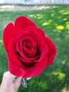 Rose red long stemmed