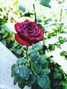 Rose, red rose, unique, colorful, bright, nature