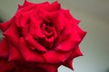 Rose of red roses, approach