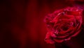 Rose. Red roses. Bouquet of red roses. Several roses on Granite background. Valentines Day, wedding day background. Royalty Free Stock Photo