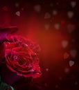 Rose. Red roses. Bouquet of red roses. Several roses on Granite background. Valentines Day, wedding day background.