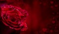 Rose. Red Roses. Bouquet Of Red Roses. Several Roses On Granite Background. Valentines Day, Wedding Day Background.