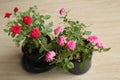 Rose, red roses, pink rosen, Small roses, tree, flower pot, Rose mike, Green leaf Royalty Free Stock Photo