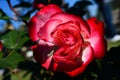 Rose Royalty Free Stock Photo