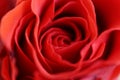 Rose Royalty Free Stock Photo
