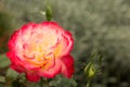 Rose red with a yellow center garden close-up on a blurred green background Royalty Free Stock Photo
