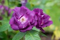 Rose rhapsody in blue blossom in the garden Royalty Free Stock Photo