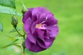 Rose rhapsody in blue blossom in the garden Royalty Free Stock Photo