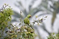 Rose Ring Parakeet, Sonarpur,West Bengal, India Royalty Free Stock Photo