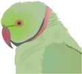 Rose Ringed Indian parrot Vector Illustration isolated on white Royalty Free Stock Photo