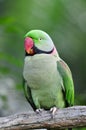 Rose-ringed Parakeet Royalty Free Stock Photo