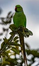 Rose ringed parakeet