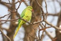 Rose-ringed parakeet Royalty Free Stock Photo