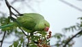 Rose-ringed parakeet