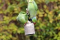 Rose-ringed parakeet on a bird cake Royalty Free Stock Photo