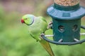 Rose-Ringed Parakeet on bird feeder. Psittacula Krameri Royalty Free Stock Photo