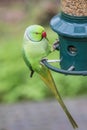 Rose-Ringed Parakeet on bird feeder Psittacula Krameri Royalty Free Stock Photo