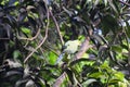 Rose ringed parakeet on branch