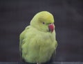 Rose ringed parakeet close Royalty Free Stock Photo