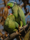 Rose-ringed parakeet couple sitting on a tree branch Royalty Free Stock Photo