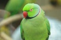 Rose-ringed parakeet