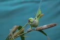 Rose Ringed Parakeet eating bajra