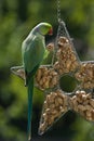 Rose-ringed parakeet eating peanuts Royalty Free Stock Photo