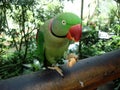 A rose-ringed parakeet