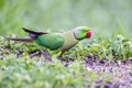 Rose-ringed Parakeet feeding on grains at Thattekad, Kerala Royalty Free Stock Photo