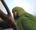 Rose ringed parakeet head Royalty Free Stock Photo