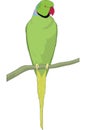 Rose Ringed Parakeet Illustration Royalty Free Stock Photo