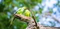 Rose-ringed parakeet male feeds the female as part of the courting ritual, regurgitating food into the female bird\'s mouth Royalty Free Stock Photo