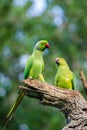 Rose-ringed parakeet male feeds the female as part of the courting ritual, regurgitating food into the female bird\'s mouth Royalty Free Stock Photo