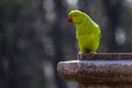 Rose Ringed Parakeet at my house Royalty Free Stock Photo