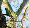 Rose ringed parakeet Royalty Free Stock Photo
