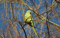 Rose ringed parakeet Royalty Free Stock Photo