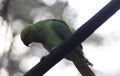 Rose ringed parakeet Royalty Free Stock Photo
