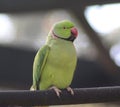 Rose ringed parakeet Royalty Free Stock Photo