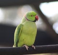 Rose ringed parakeet Royalty Free Stock Photo