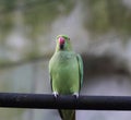 Rose ringed parakeet Royalty Free Stock Photo