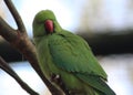 Rose ringed parakeet Royalty Free Stock Photo