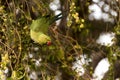 Rose-ringed parakeet parrot femsle swinging, eating on tamrind tree in Djibouti East Africa Royalty Free Stock Photo