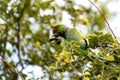 Rose-ringed parakeet parrot male swinging, eating on tamrind tree in Djibouti East Africa Royalty Free Stock Photo