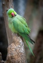 Rose Ringed Parakeet on Perch Royalty Free Stock Photo