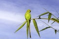 Rose-ringed parakeet perched on a green branch against the blue sky. Punjab, India Royalty Free Stock Photo