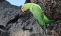 Rose ringed Parakeet perched in the tree